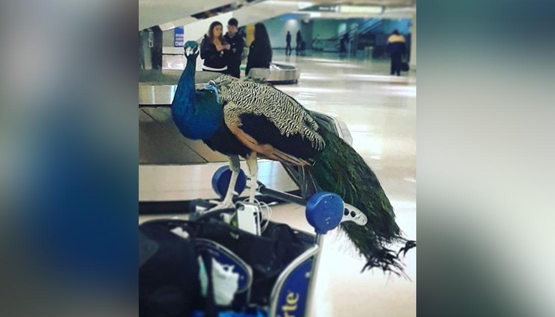 Emotional Support Peacock Remains Grounded After Being Denied Seat On United Airlines Flight 9018