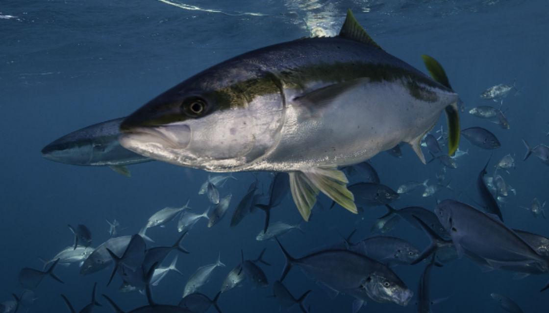 20,000 'ravenous' kingfish escape Australian fish farm Newshub