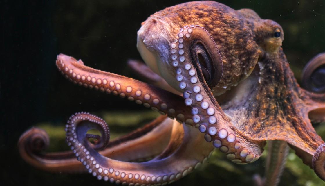 Are octopuses actually aliens? Some scientists think so | Newshub