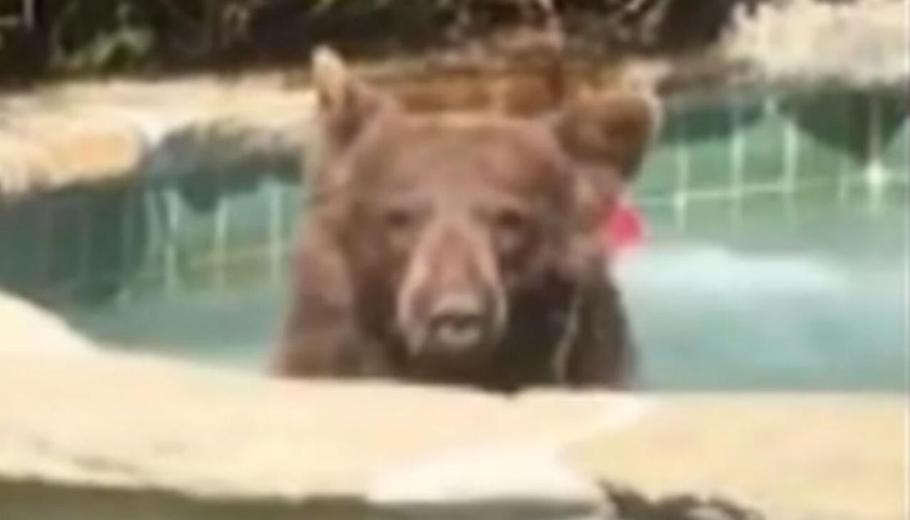 California Bear Visits Man Gets In Hot Tub Drinks His Margarita Newshub