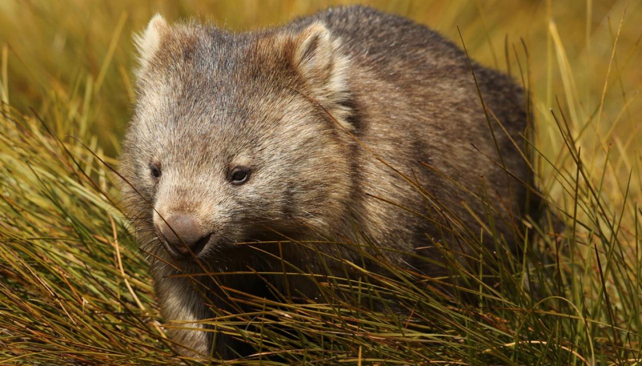 Solved: The mystery of how wombats create poo cubes | Newshub