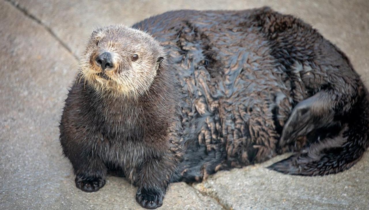 California aquarium apologises over tweet about 'thicc' otter  Newshub