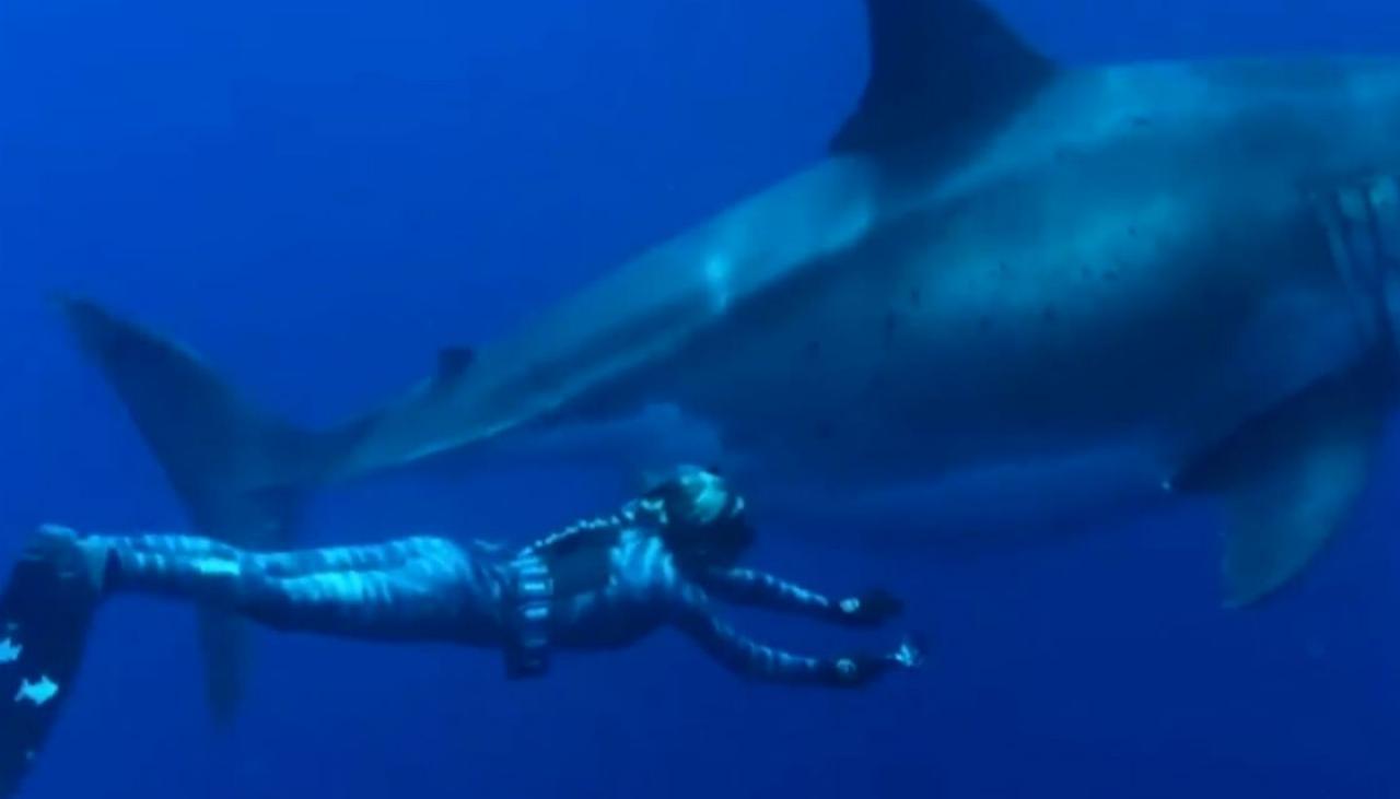 Incredible Footage Of The Biggest Great White Shark