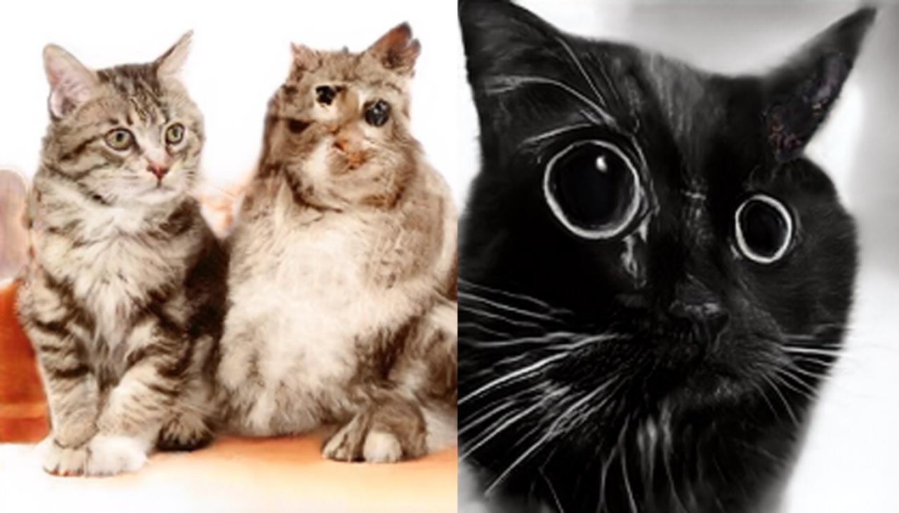 AI creates cats that don't - and probably shouldn't - exist | Newshub