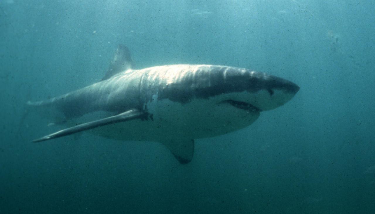 Great white sharks are scared of orca - study | Newshub