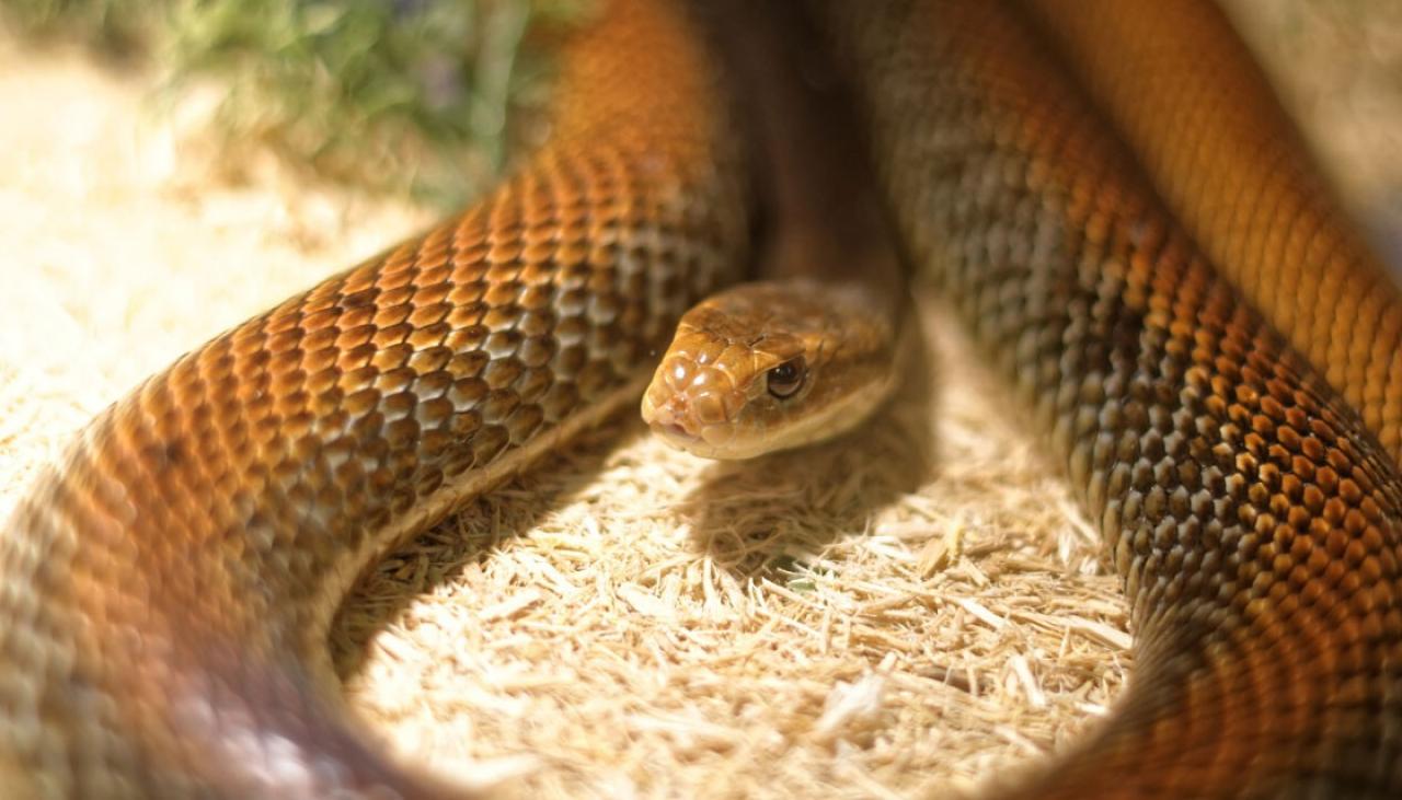 Australia wants to shed its reputation of being full of deadly snakes