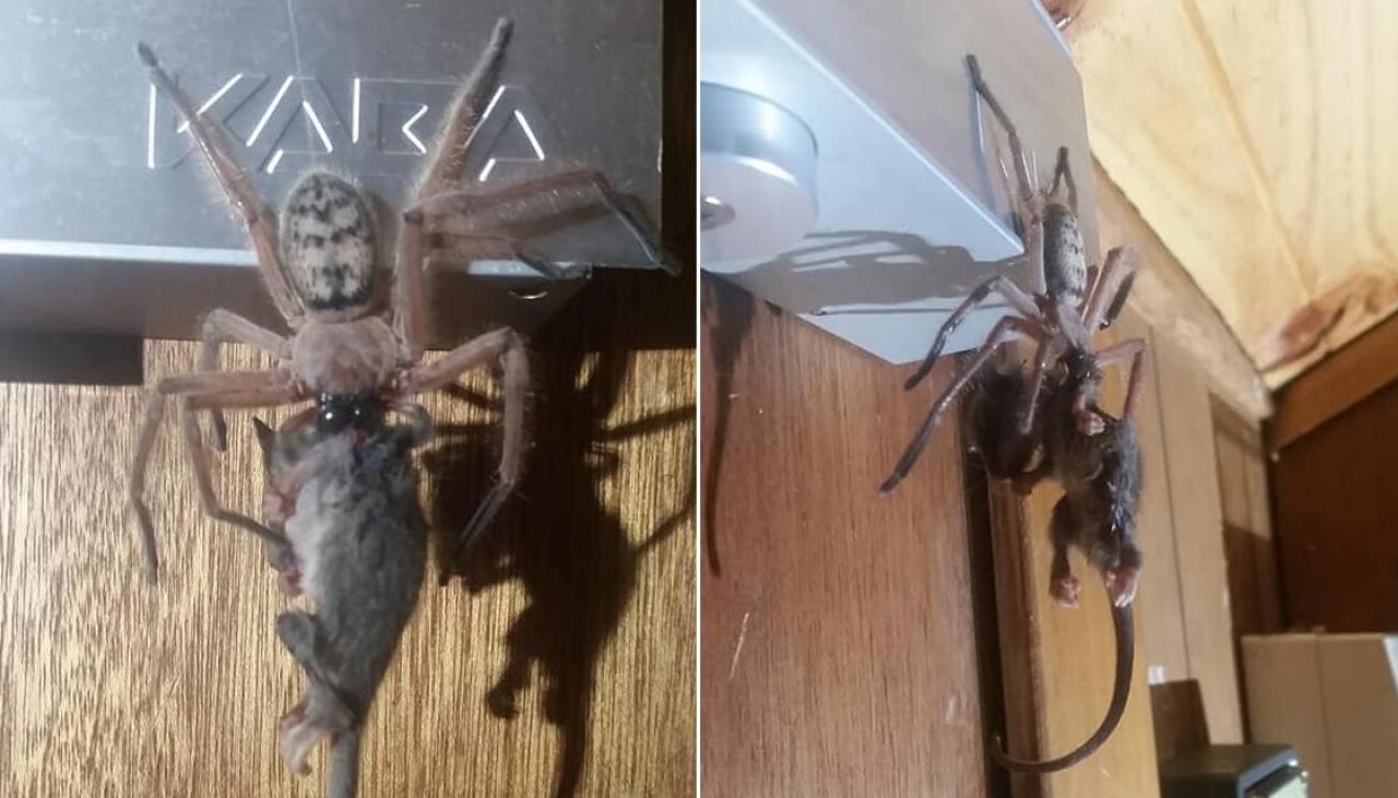 Австралия паук ест опоссума