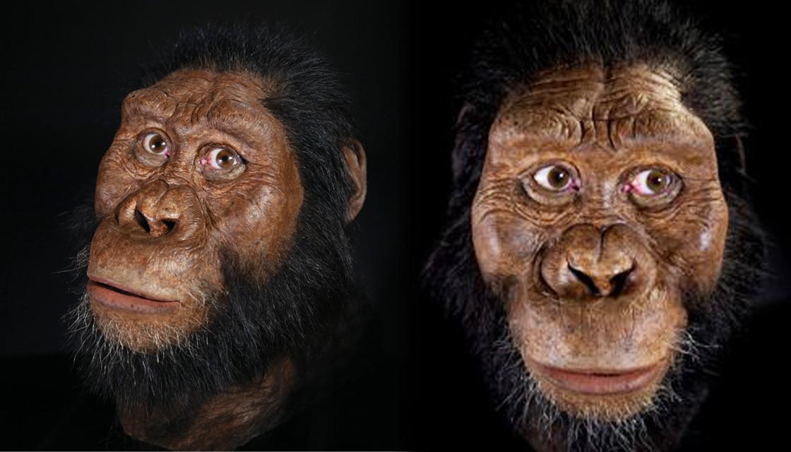 Australopithecus Anamensis Scientists Reveal The Face Of Our Oldest   Australopithecus Image Matt Crow Nature 1120 