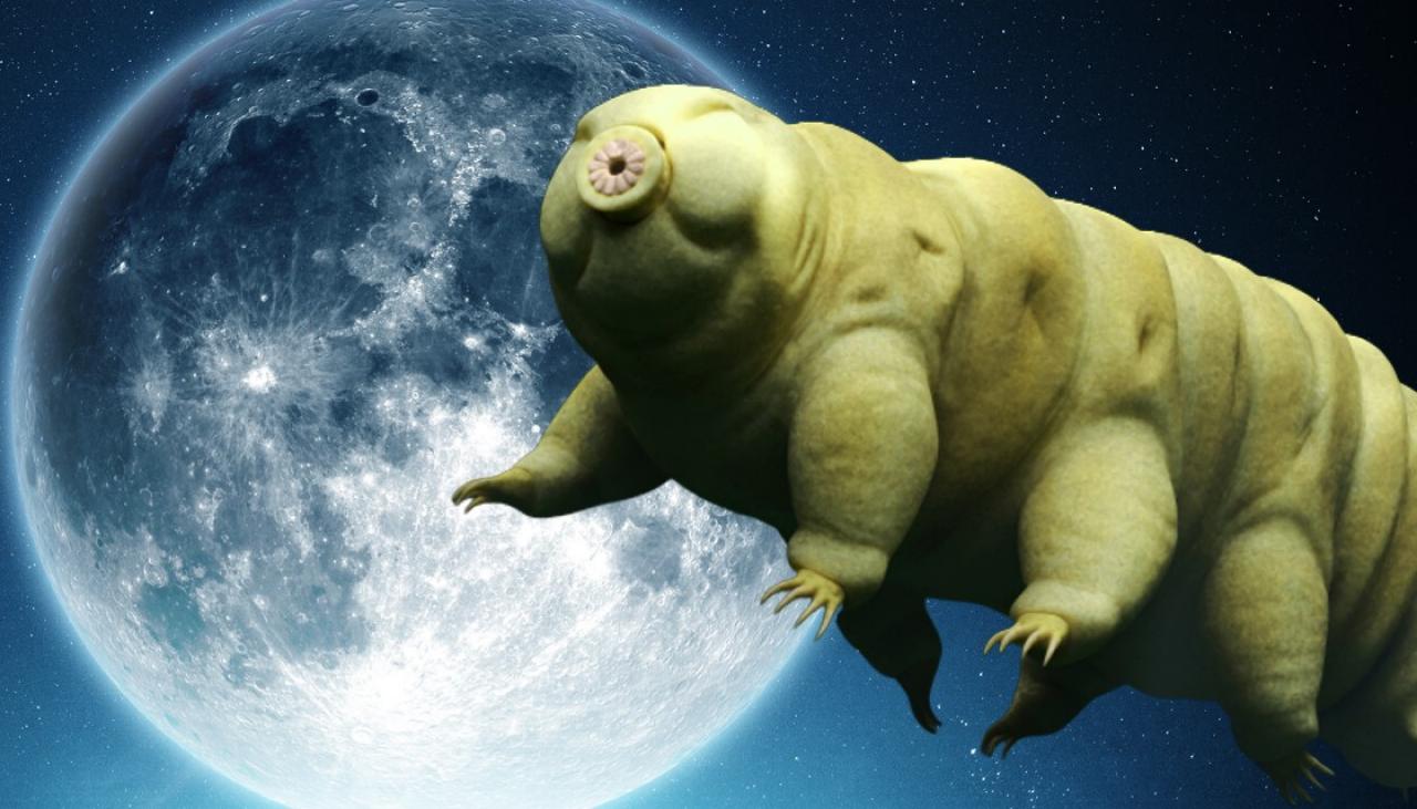 Extremely high' chance tardigrades survived moon crash-landing | Newshub