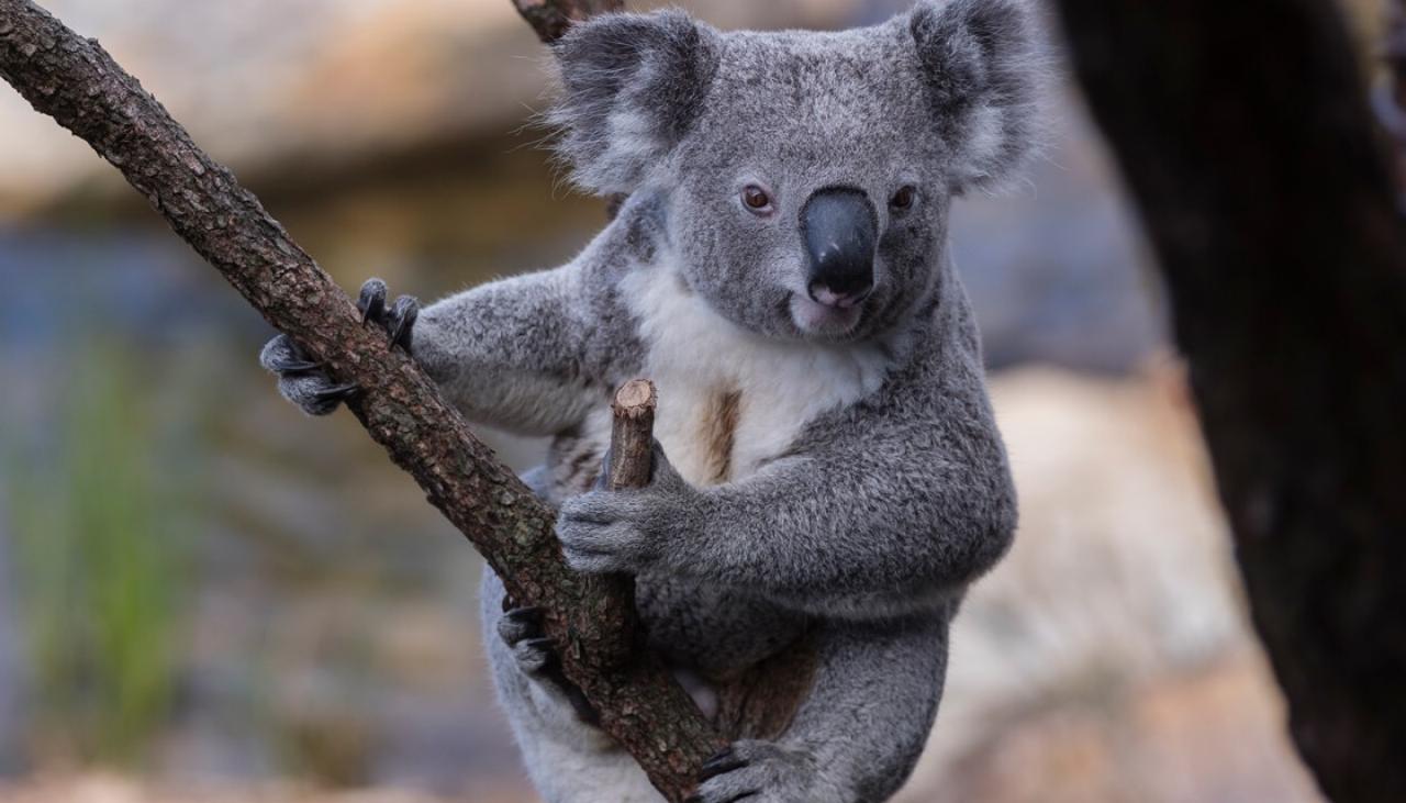 Australian bushfires Hundreds of endangered koalas dead