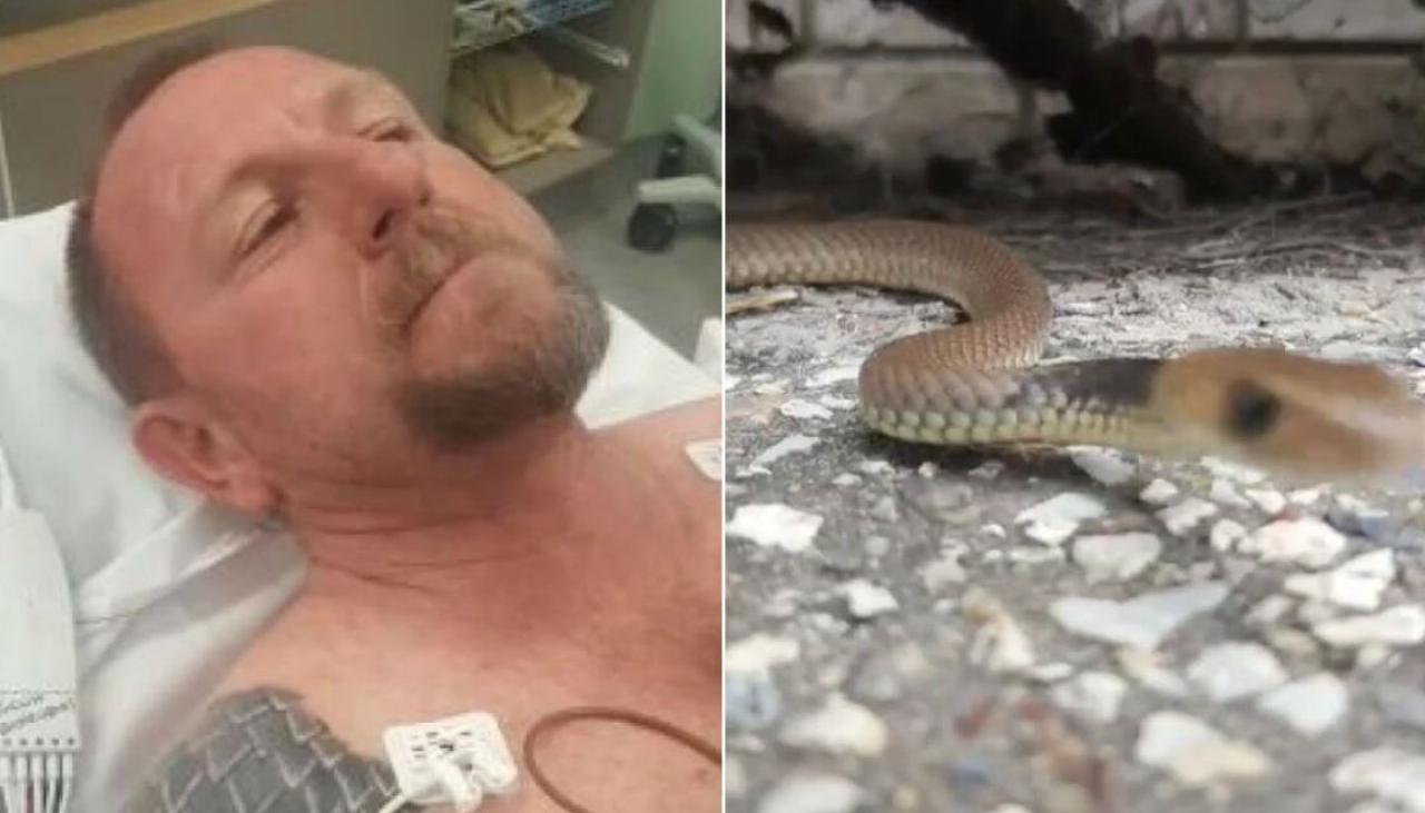 Australian snake-catcher livestreams deadly snake bite | Newshub