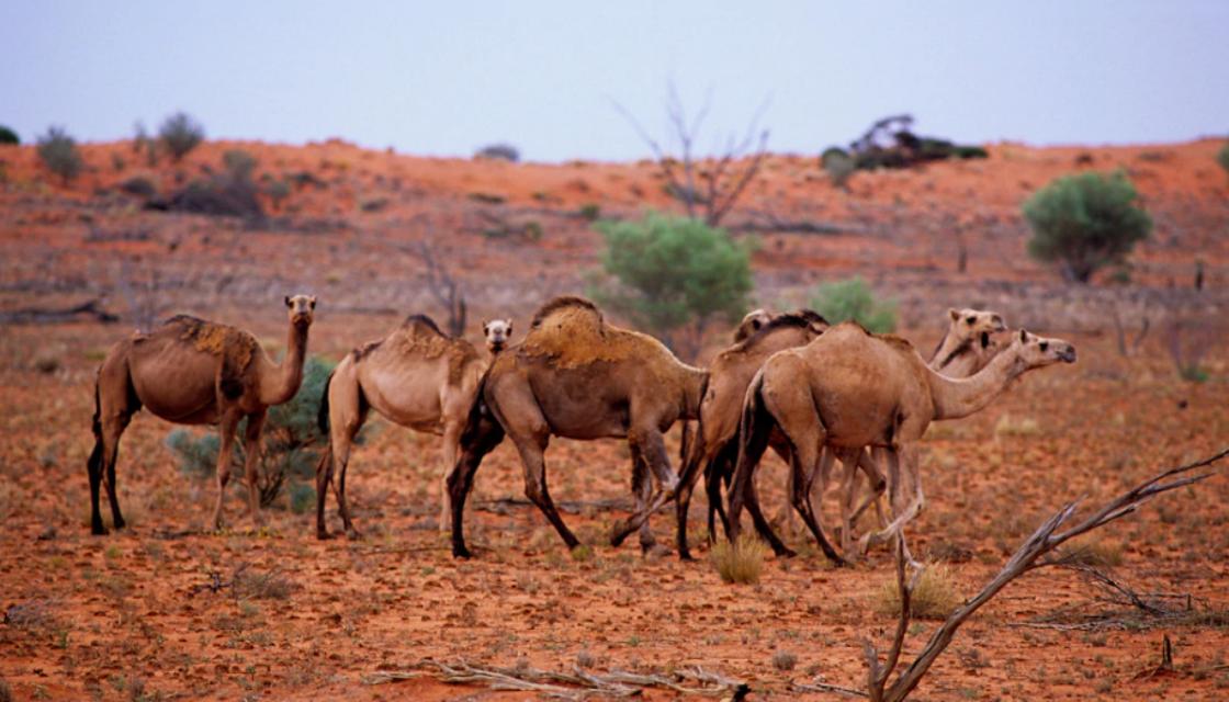 10,000 feral camels to be killed in Australia for putting families