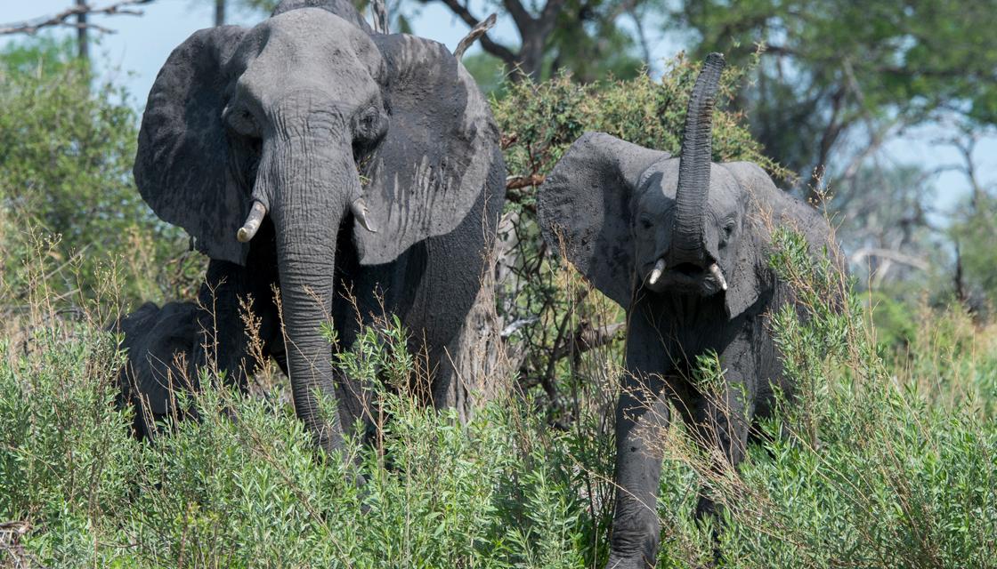 Hundreds of elephants are dying and no one knows why | Newshub