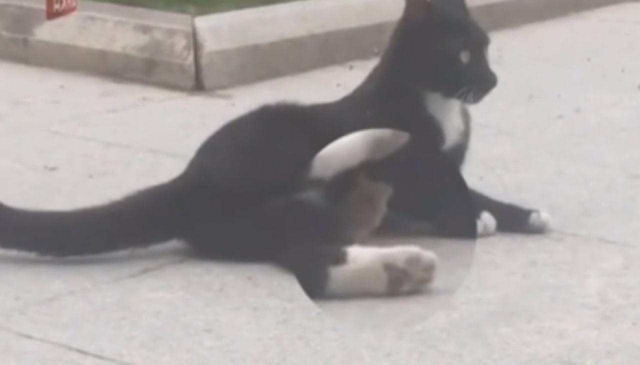 Cat And Mouse Strike Up Unlikely Friendship On The Streets Of China Newshub