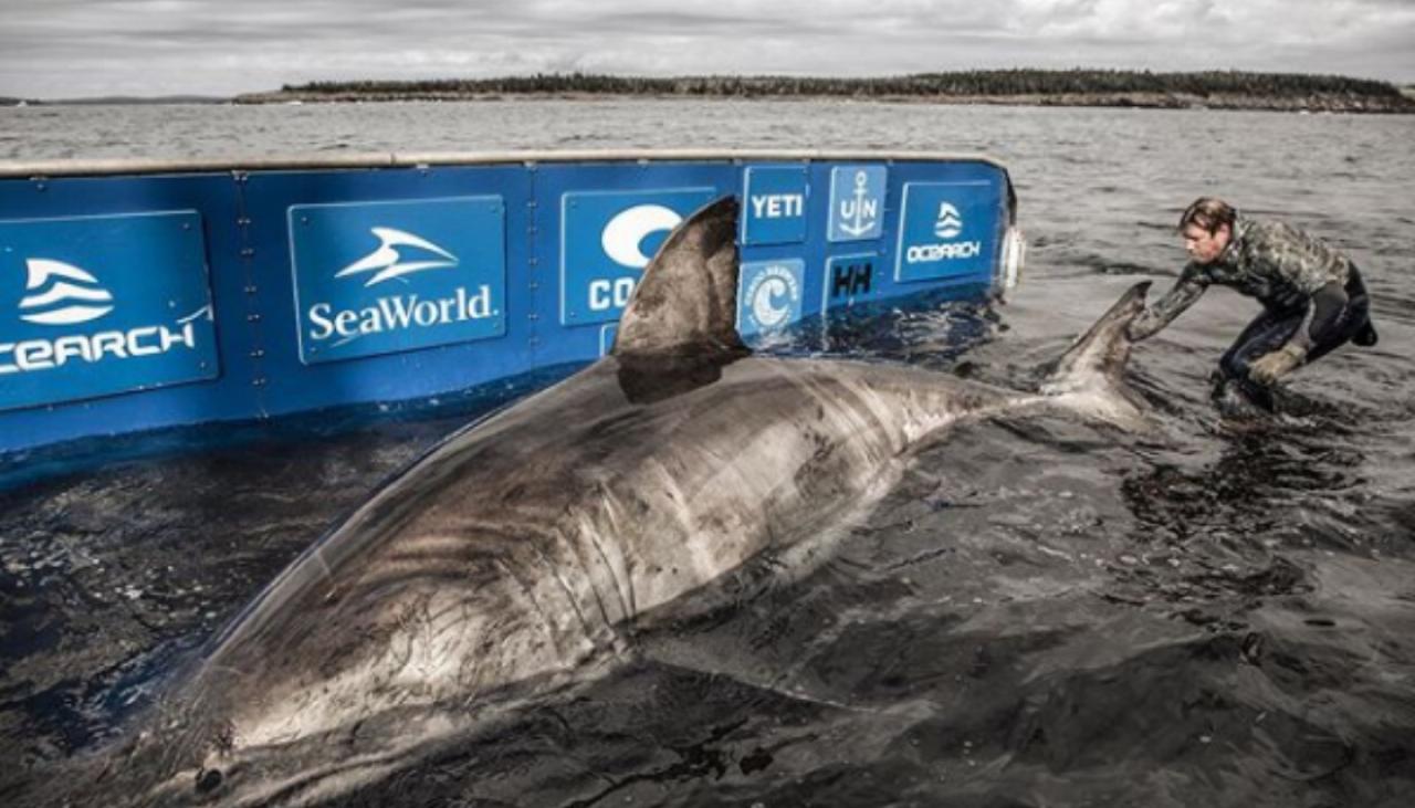 Massive Great White Shark Dubbed Queen Of The Ocean Caught And Tagged