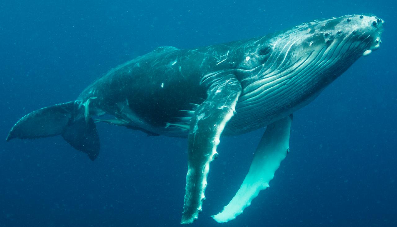 Climate change has serious impact on number of humpback whales in north