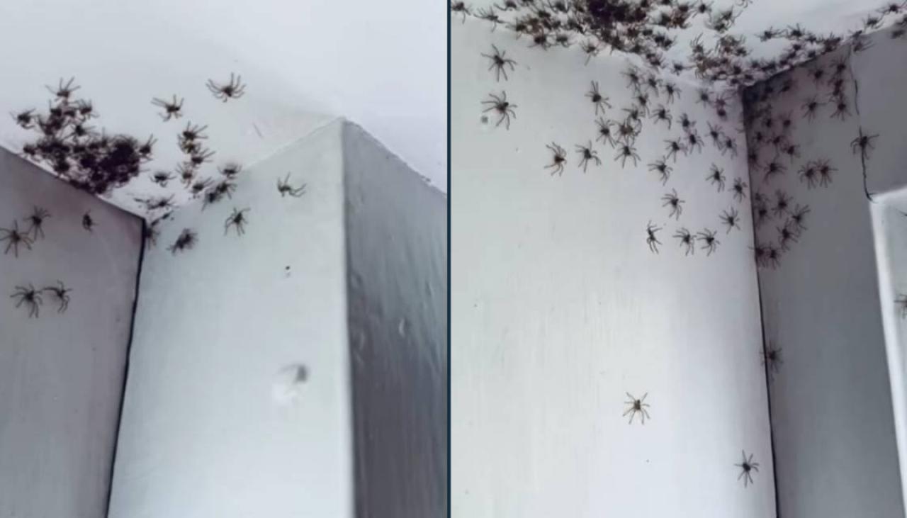 Australian mum discovers hundreds of spiders in daughter's