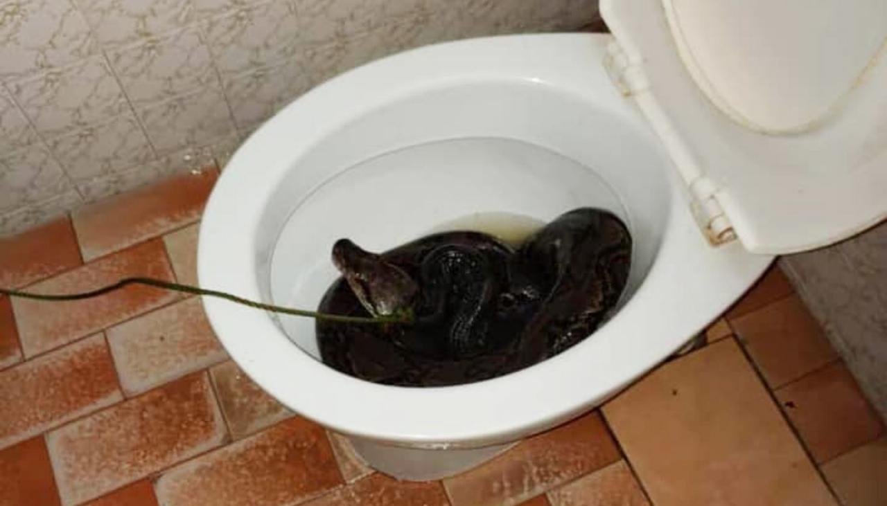 Australian woman bitten by snake in toilet