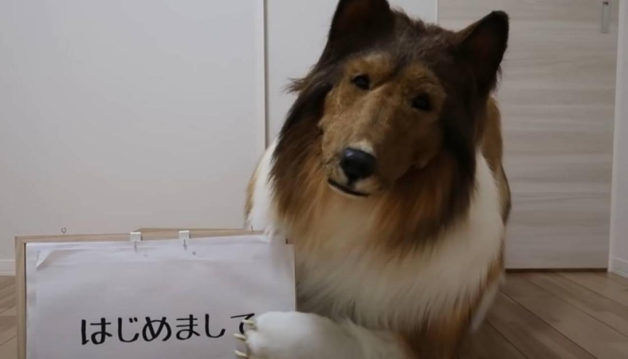 Japanese man spends $21,000 on dog costume to fulfill childhood