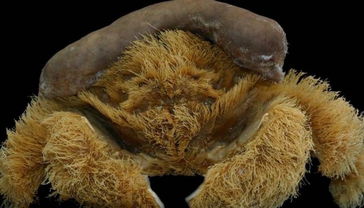 Lamarckdromia beagle: Kiwi scientist declares 'fluffy' crab discovered