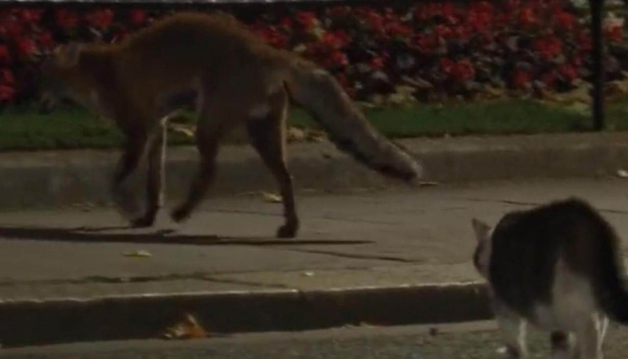 Downing Streets Larry The Cat Chases Fox Away From Street Newshub