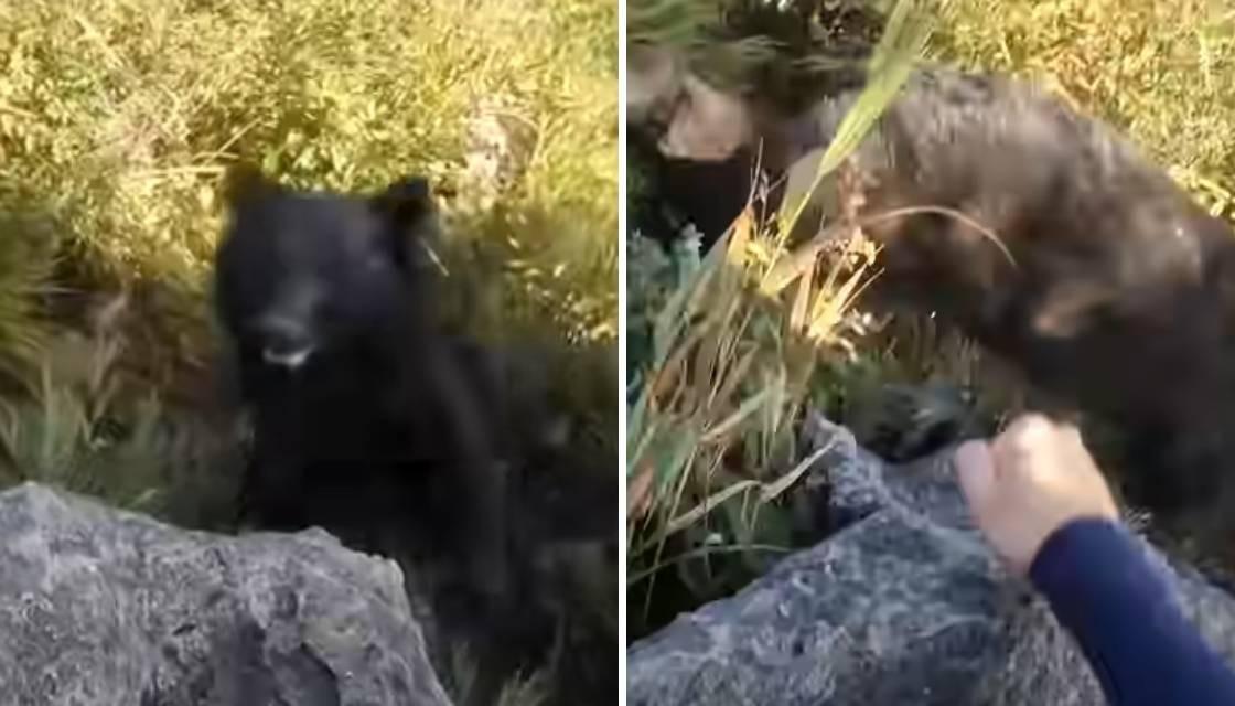 Japan: Heart-stopping Moment Rock Climber Fights Off Bear After It ...