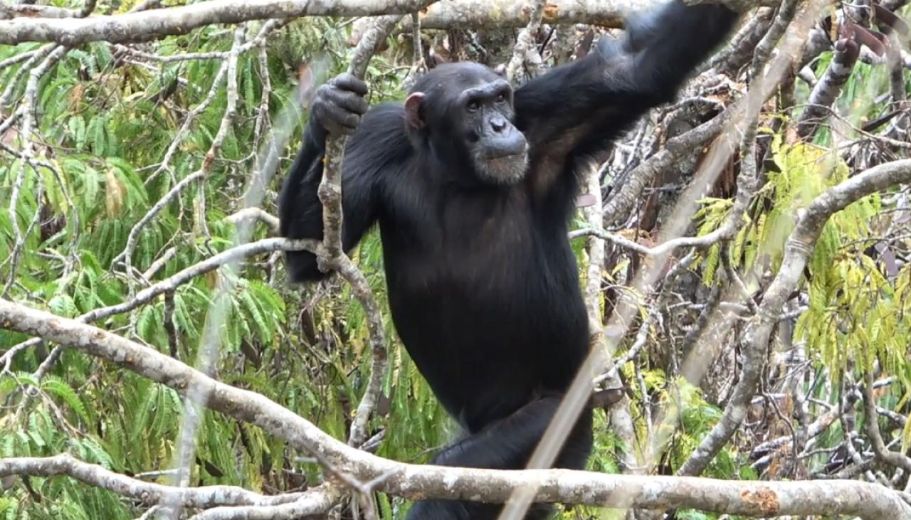 humans-ability-to-walk-upright-on-two-legs-may-have-evolved-in-trees