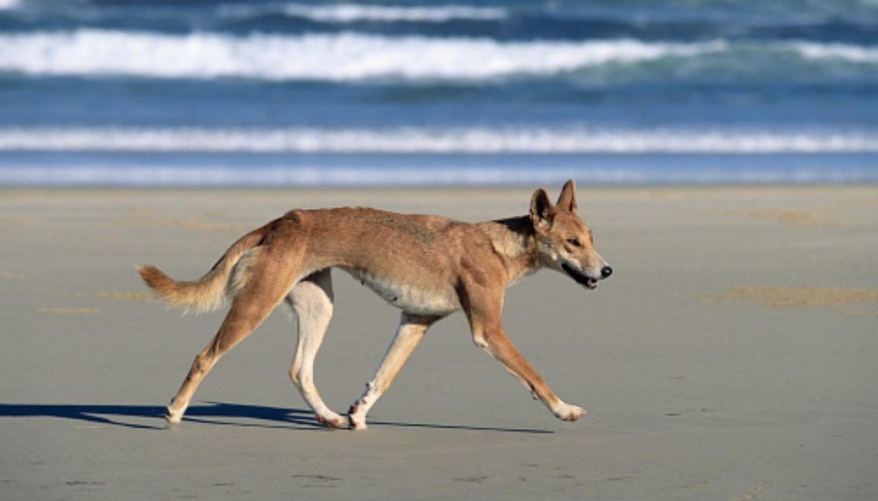 Runner Hospitalized After Being Attacked By Dingos in Australia