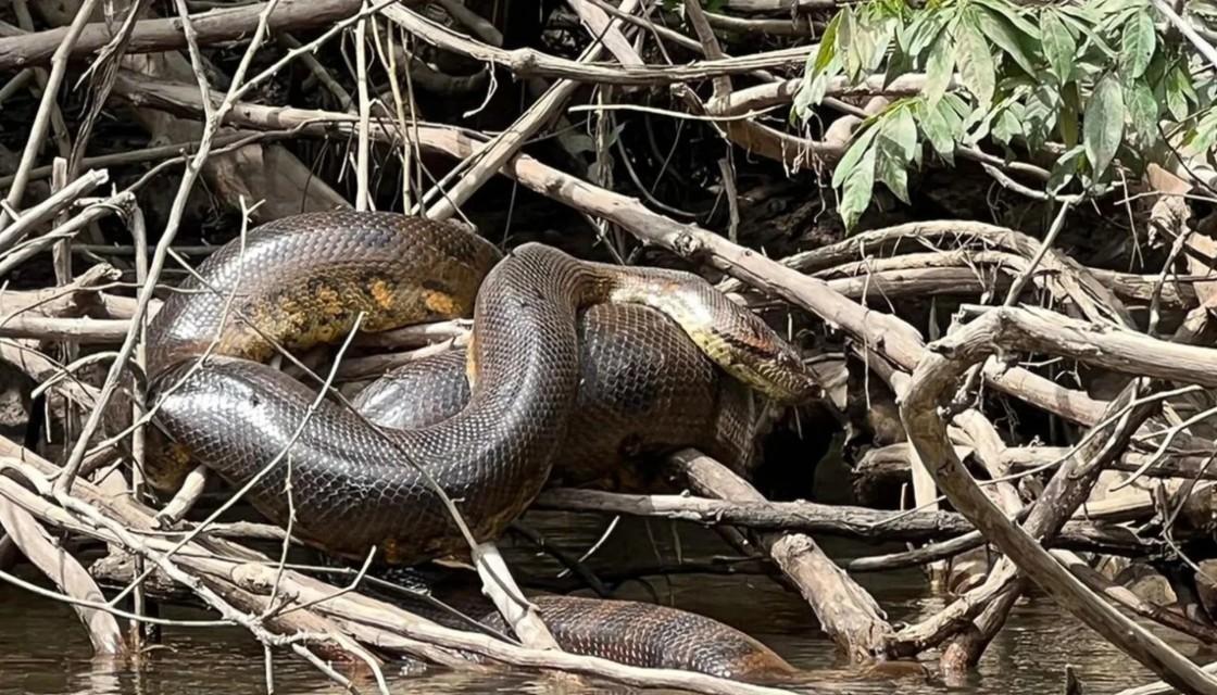 New giant snake species found in Amazon rainforest Newshub