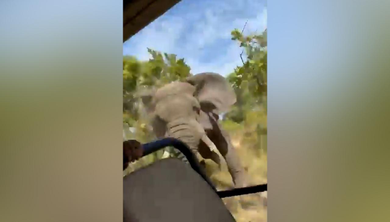 safari tourist killed